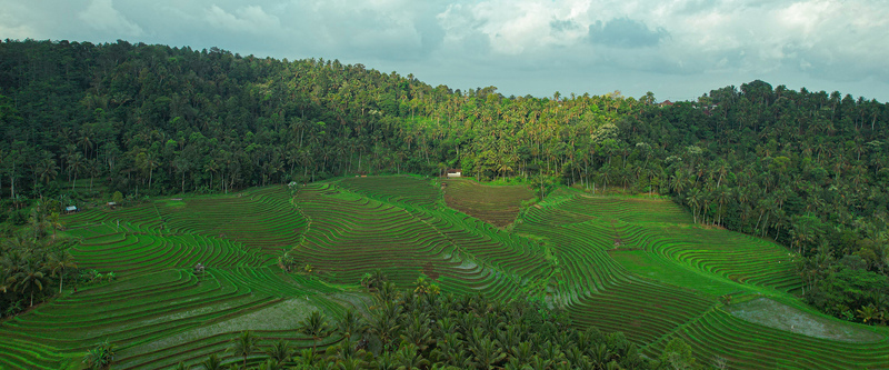 Beautiful View of the Rice Fields at Natha Loka, Kemetug Eco Village